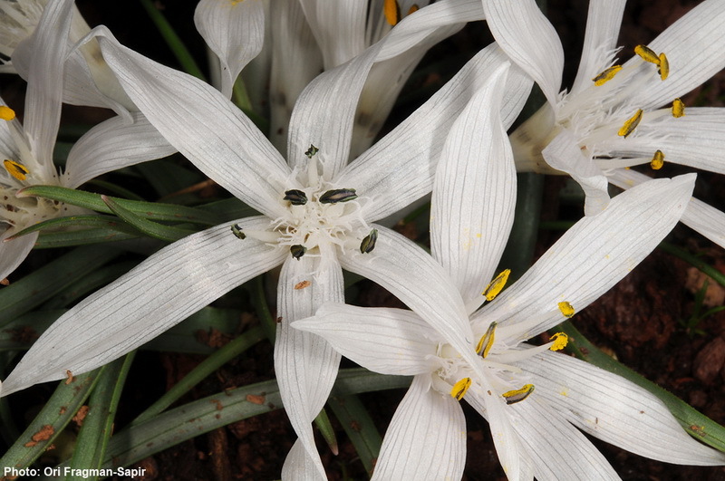 Image of Colchicum tuviae Feinbrun