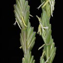 Image of <i>Elymus elongatus</i>
