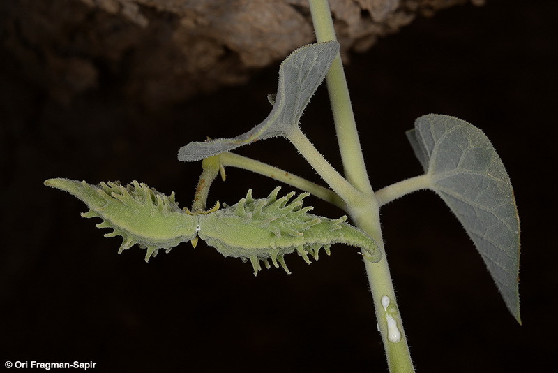 Image of Pergularia tomentosa L.