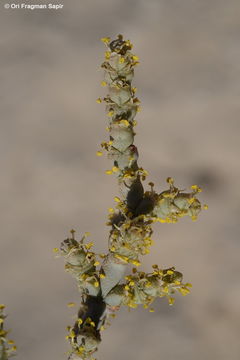 Sivun Anabasis articulata (Forsk.) Moq. kuva