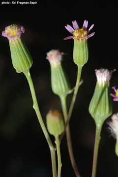 Sivun Senecio hoggariensis Batt. & Trab. kuva