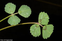 Image of Medicago murex Willd.