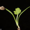 Image of <i>Oenanthe prolifera</i>