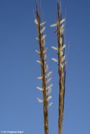 Plancia ëd Dichanthium foveolatum (Delile) Roberty