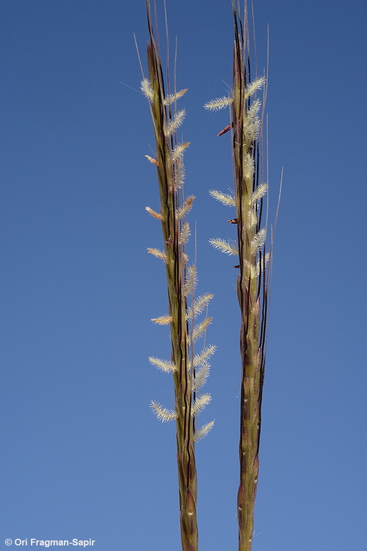 Image of Dichanthium foveolatum (Delile) Roberty