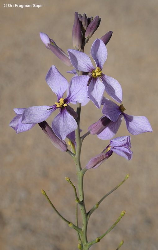 Plancia ëd Pseuderucaria clavata (Boiss. & Reut.) O. E. Schulz