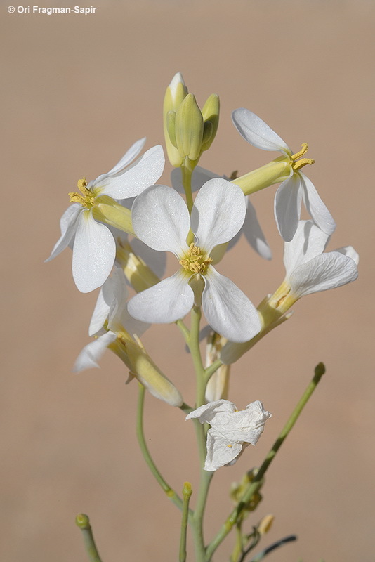 Plancia ëd Pseuderucaria clavata (Boiss. & Reut.) O. E. Schulz