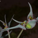 Image of Euphorbia retusa Forssk.