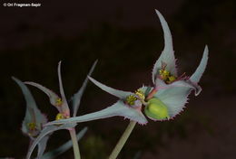 Euphorbia retusa Forssk. resmi