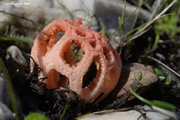 Image of Stinkhorn Fungus