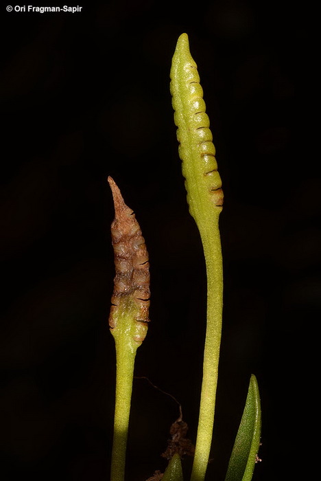 Слика од Ophioglossum lusitanicum L.