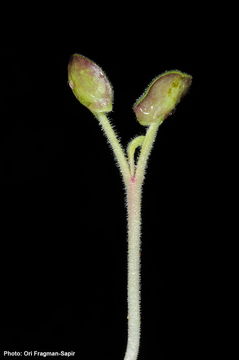 Image of Salvia bracteata Banks & Sol.