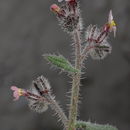 Image de Anchusa milleri Spreng.