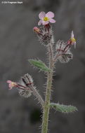 Anchusa milleri Spreng.的圖片