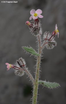 Anchusa milleri Spreng.的圖片