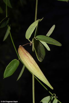 Image of Pentatropis nivalis (J. F. Gmel.) D. V. Field & J. R. I. Wood