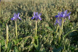 Image of Barbary Nut Iris