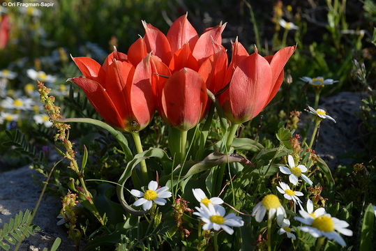 Image de Tulipa agenensis Redouté