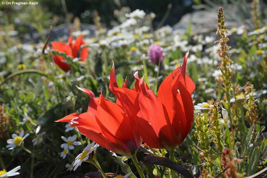 Image of Tulipa agenensis Redouté