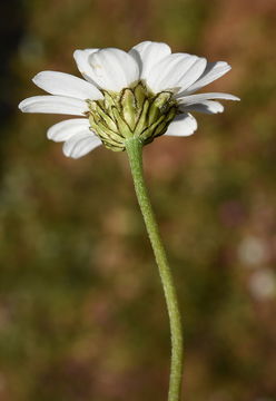 Image of Anthemis chia L.