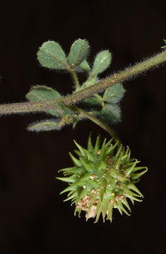 Imagem de Medicago constricta Durieu