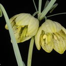 Image of Fritillaria verticillata Willd.