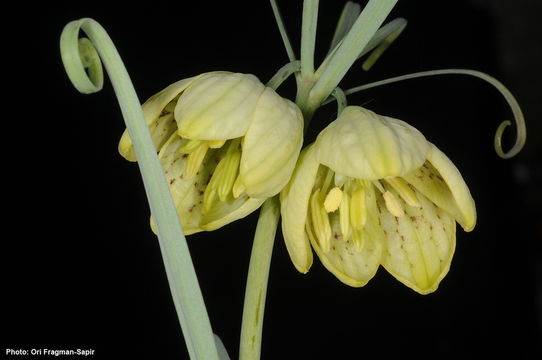 Image of Fritillaria verticillata Willd.