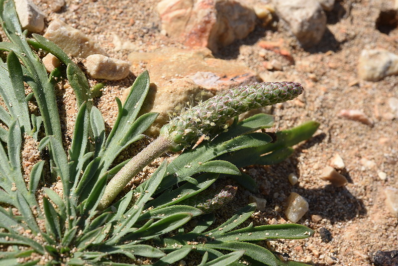 Image of Plantago weldenii Rchb.