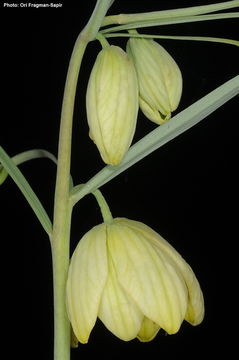 Image of Fritillaria verticillata Willd.