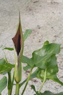 Image of Arum sintenisii (Engl.) P. C. Boyce