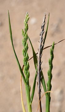 Image of sea-fern grass