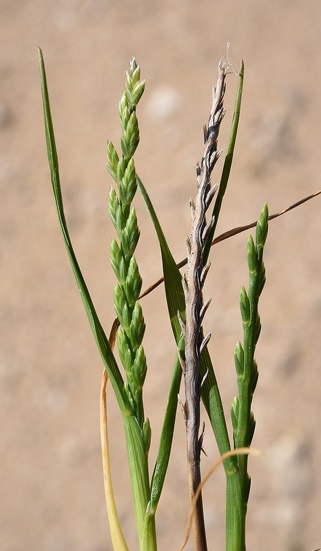 Plancia ëd Catapodium marinum (L.) C. E. Hubb.