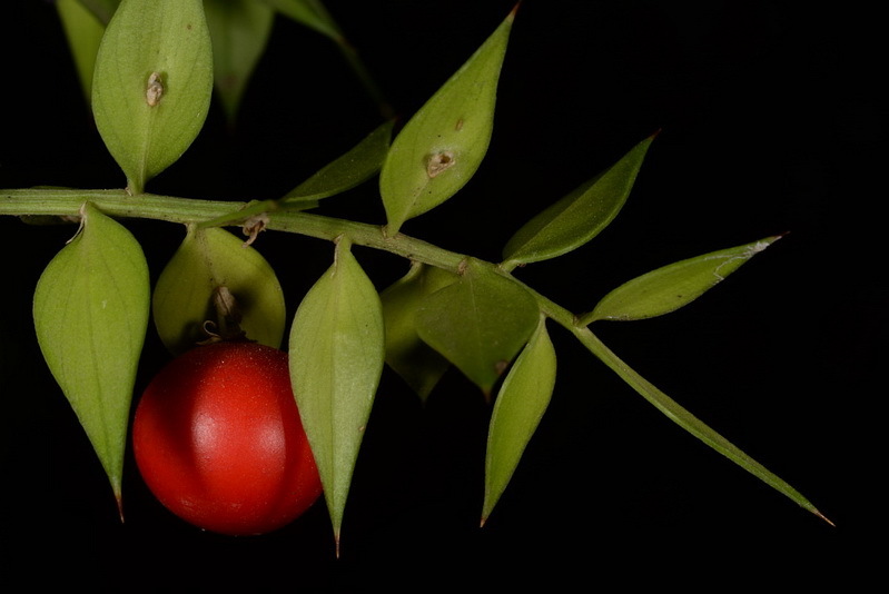 Image of Box Holly