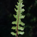 صورة Crepis aculeata (DC.) Boiss.