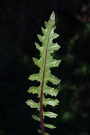 صورة Crepis aculeata (DC.) Boiss.