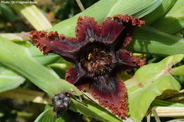 صورة Ferraria crispa Burm.