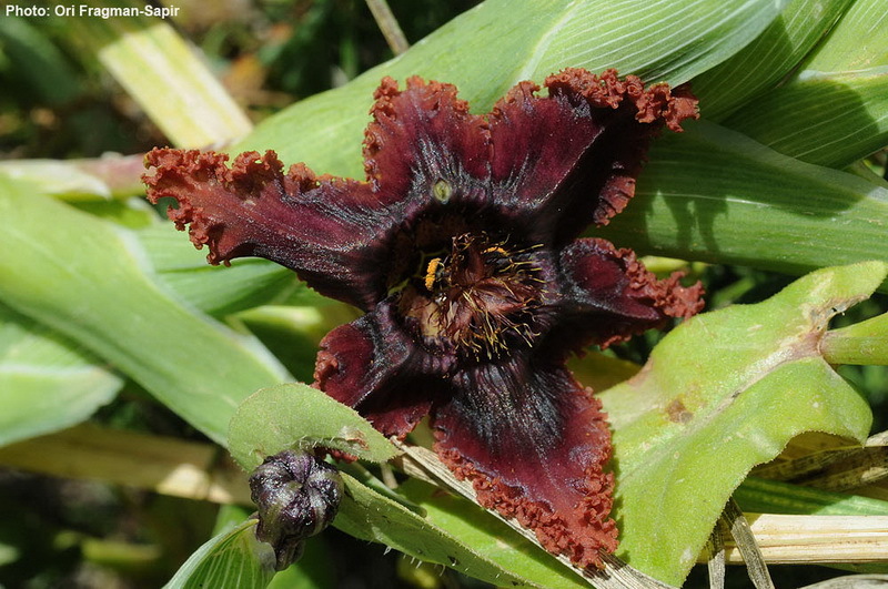 Image of Sea spider iris