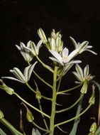 Image of Ornithogalum cuspidatum Bertol.