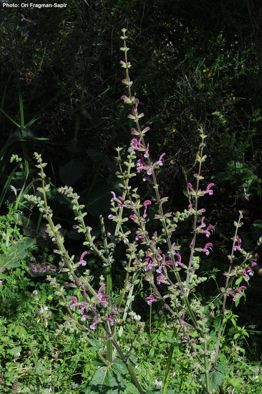 Imagem de Salvia hierosolymitana Boiss.