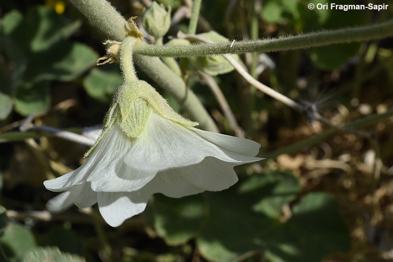 Image of Alcea striata (DC.) Alef.