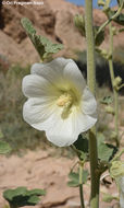 Image of Alcea striata (DC.) Alef.