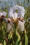 Image of Iris lortetii Barbey