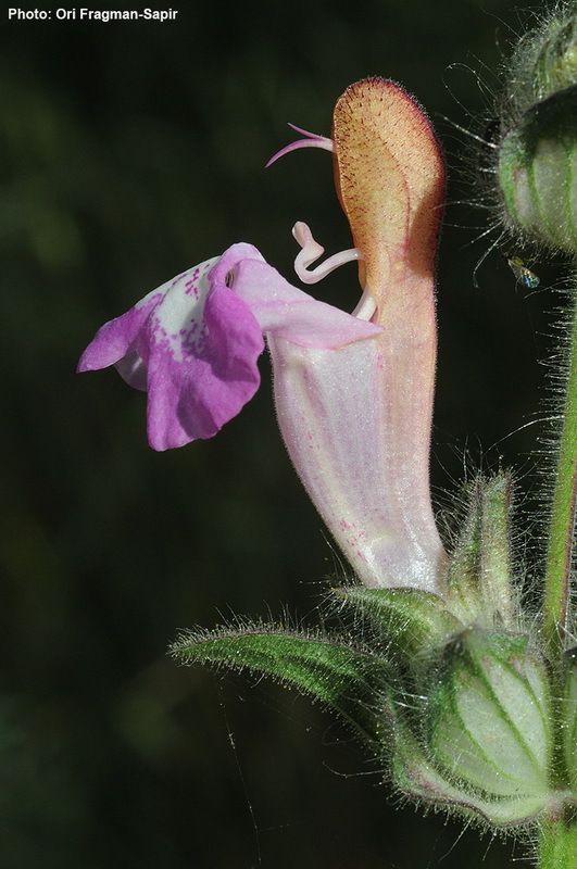 Image of Salvia bracteata Banks & Sol.