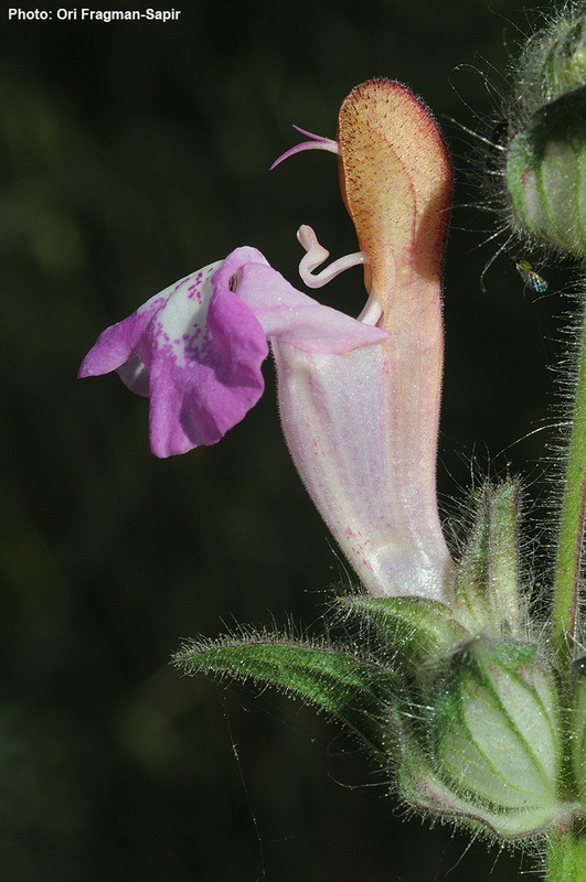 Sivun Salvia bracteata Banks & Sol. kuva