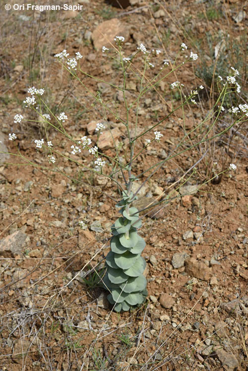 Image of Pseudosempervivum aucheri (Boiss.) Pobed.