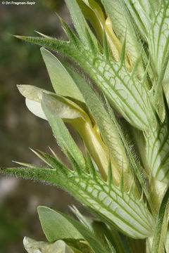 Image of Acanthus hirsutus Boiss.