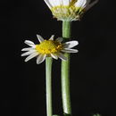 Image of Anthemis hyalina DC.