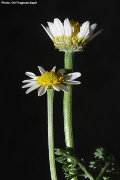 Image of Anthemis hyalina DC.