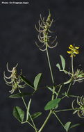 Image of Trigonella filipes Boiss.
