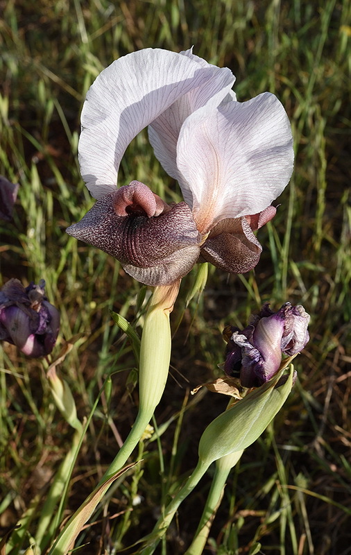 Image of Iris lortetii Barbey